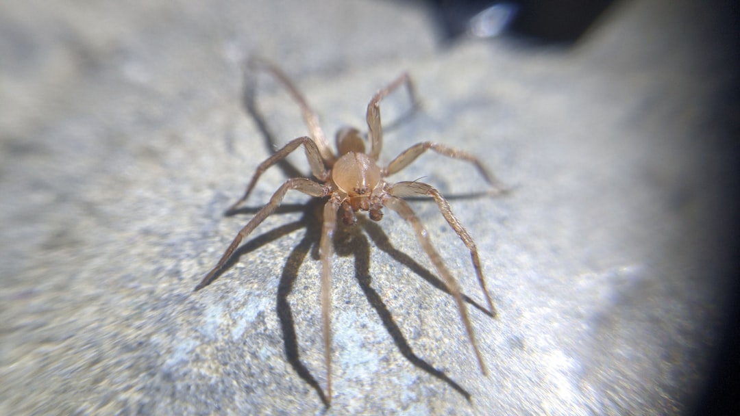 PVC vloeren nadelen: dit moet je weten voor je kiest